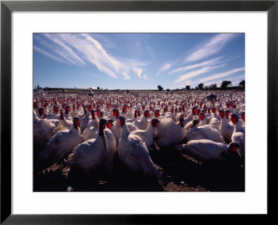 A View Of A Mennonite Turkey Farm In Wallenstein by Sam Abell Pricing Limited Edition Print image