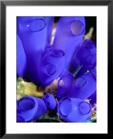 Royal Blue Tunicate (Rhopalaea Sp), West Nusa Tenggara, Indonesia by Michael Aw Pricing Limited Edition Print image