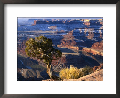 Juniper On Rim Of Colorado River Canyon At Deadhorse Point, Deadhorse Point State Park, Utah, Usa by Scott T. Smith Pricing Limited Edition Print image