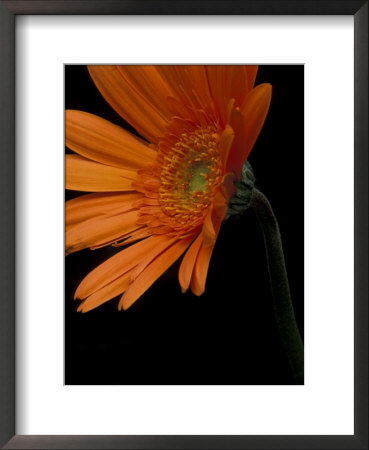 Gerbera Daisy, Washington, Usa by Jamie & Judy Wild Pricing Limited Edition Print image