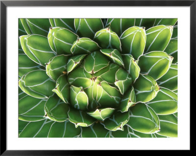 Queen Victoria's Agave, Sonora Desert Museum, Tucson, Arizona, Usa by Rob Tilley Pricing Limited Edition Print image