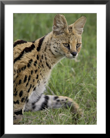 Serval (Felis Serval) Walking, Serengeti National Park, Tanzania, East Africa, Africa by James Hager Pricing Limited Edition Print image
