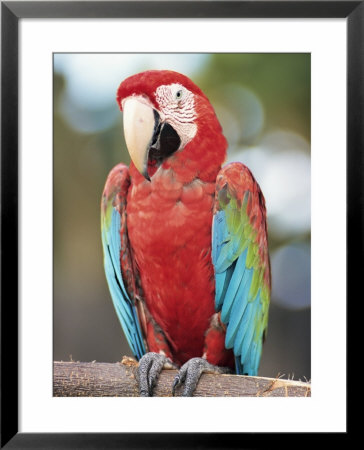 Parrot, Aruba, West Indies, Dutch Caribbean, Central America by Sergio Pitamitz Pricing Limited Edition Print image