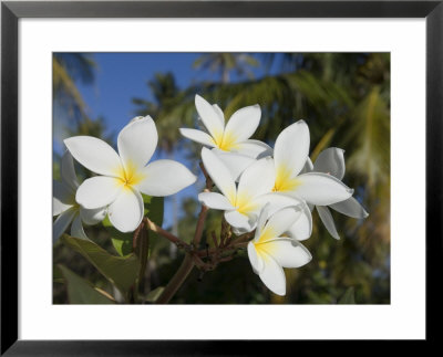 Frangipani Flowers, Fakarawa, Tuamotu Archipelago, French Polynesia Islands by Sergio Pitamitz Pricing Limited Edition Print image
