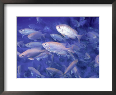 School Of Fish by Stuart Westmoreland Pricing Limited Edition Print image