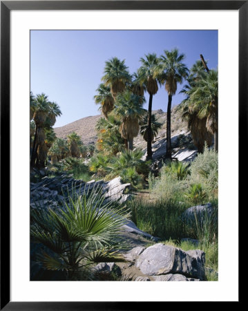Palm Canyon, Palm Springs, California, Usa by Ruth Tomlinson Pricing Limited Edition Print image