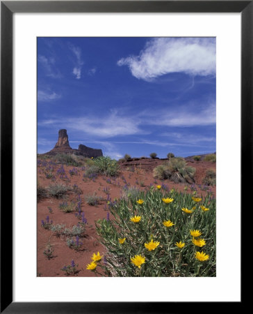 Spring Wildflowers Bloom, Canyonlands National Park, Utah, Usa by Paul Souders Pricing Limited Edition Print image