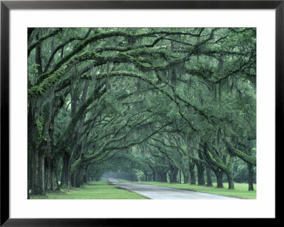 Historic Wormsloe Plantation, Savannah, Georgia, Usa by Joanne Wells Pricing Limited Edition Print image