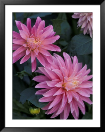 Dahlia Detail In The Bellevue Botanical Garden, Bellevue, Washington, Usa by Jamie & Judy Wild Pricing Limited Edition Print image