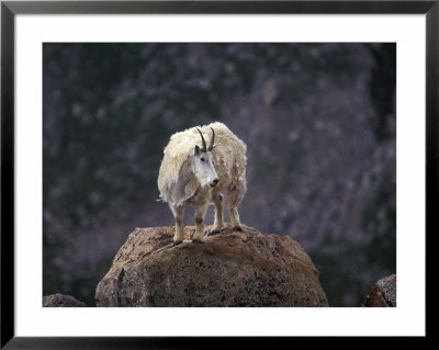Mountain Goat On Peak, Mt. Evans, Colorado, Usa by James Gritz Pricing Limited Edition Print image