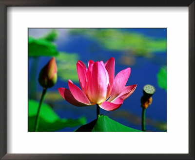 Flower Detail At Red Lilly Billabong, Kakadu National Park, Northern Territory, Australia by John Banagan Pricing Limited Edition Print image