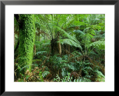 Rainforest, Otway National Park, Victoria, Australia by Thorsten Milse Pricing Limited Edition Print image