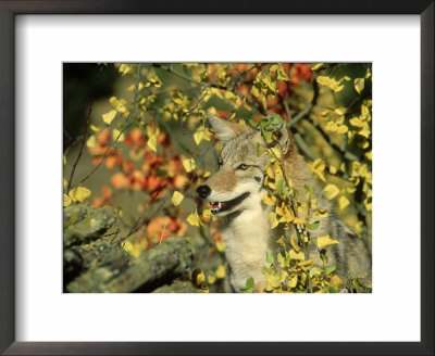 Coyote, Canis Latrans In Autumn Montana by Alan And Sandy Carey Pricing Limited Edition Print image