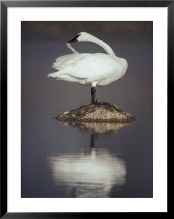 An Adult Trumpeter Swan Stands On A Rock While Preening Its Feathers by Michael S. Quinton Pricing Limited Edition Print image