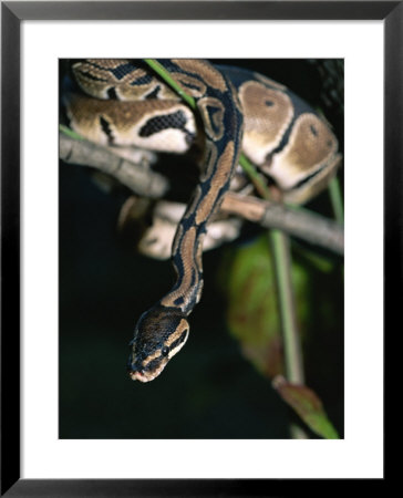 A Ball Python In A Tree by Taylor S. Kennedy Pricing Limited Edition Print image