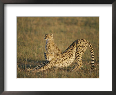 Two African Cheetahs On The Plain by Michael S. Lewis Pricing Limited Edition Print image