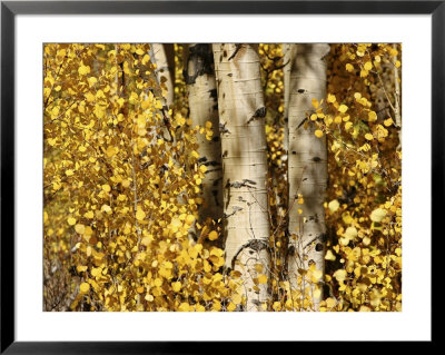 Sunlight Shines On Golden Aspen Leaves by Charles Kogod Pricing Limited Edition Print image