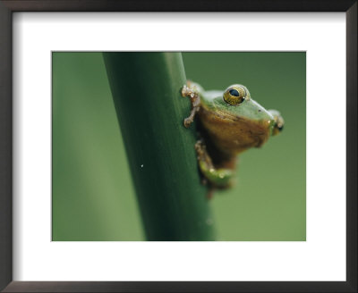 A Close View Of A Tinker Reed Frog by Chris Johns Pricing Limited Edition Print image