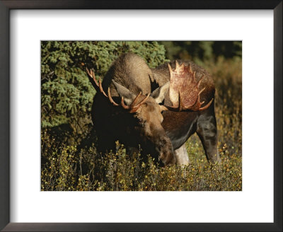 Close View Of A Moose Grazing In Denali National Park by Paul Nicklen Pricing Limited Edition Print image