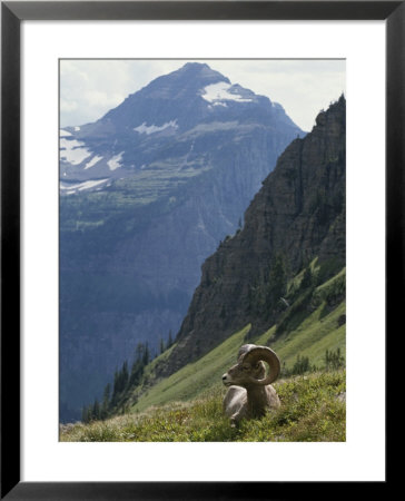 A Bighorn Sheep Ram, Ovis Canadensis, Rests In An Alpine Meadow by Tom Murphy Pricing Limited Edition Print image