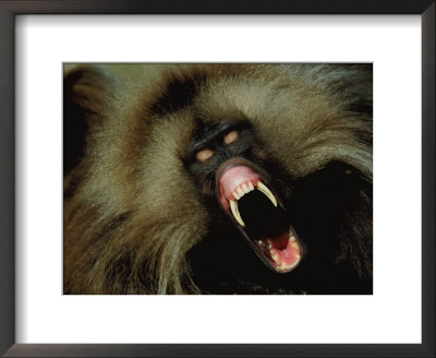A Male Gelada Baboon Bares His Fangs by Michael Nichols Pricing Limited Edition Print image