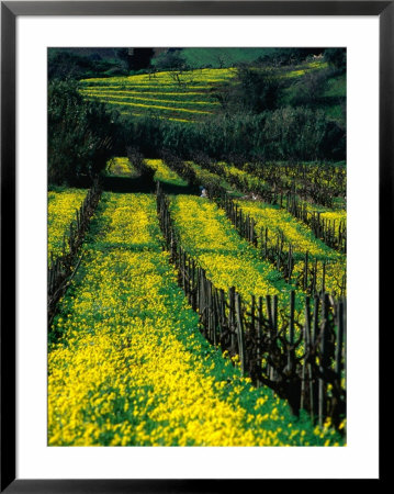Yellow Flowers In Vineyard, Spain by Mason Florence Pricing Limited Edition Print image
