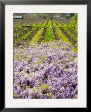 Workers In Vineyards With Wisteria Vines, Groth Winery In Napa Valley, California, Usa by Julie Eggers Pricing Limited Edition Print image