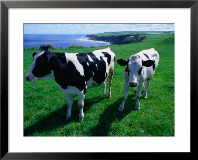 Cattle In Coastal Paddock Near Whitby, North York Moors National Park, England by Grant Dixon Pricing Limited Edition Print image