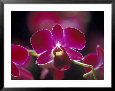 Taman Orchid, Kuala Lumpur, Malaysia by Michele Molinari Pricing Limited Edition Print image