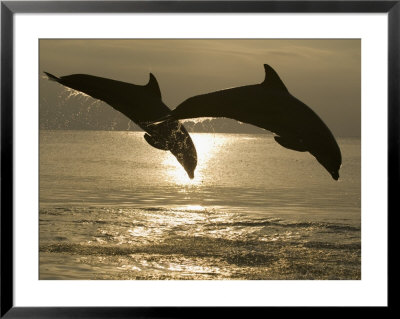 Bottlenose Dolphins, Caribbean Sea by Stuart Westmoreland Pricing Limited Edition Print image