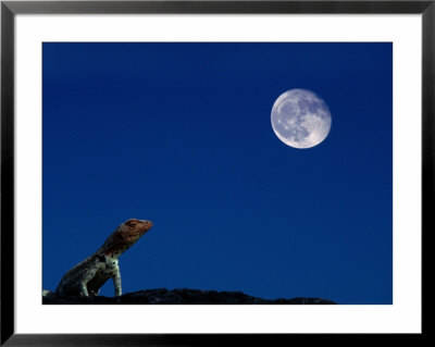 Lava Lizard (Tropidurus Sp.) Beneath A Full Moon, Galapagos, Ecuador by Mark Newman Pricing Limited Edition Print image