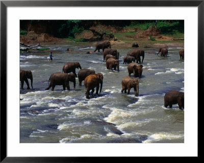 Elephant Herd Crossing River, Central, Sri Lanka by Michael Aw Pricing Limited Edition Print image