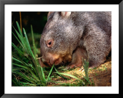 Wombat (Family Vombatidae), Australia by David Curl Pricing Limited Edition Print image