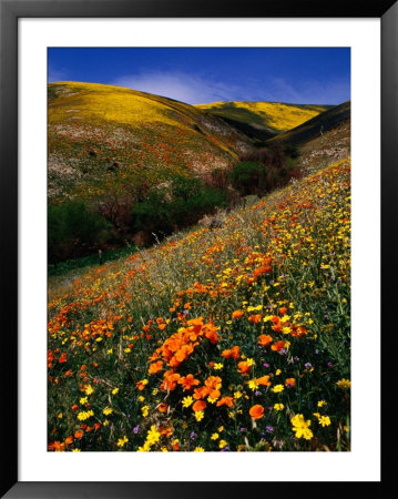 Wildflowers Beside Highway 5 In Gorman, Usa by Lee Foster Pricing Limited Edition Print image