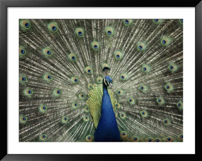 Indian Peacock Spreads Its Feathers To Court A Female by Anne Keiser Pricing Limited Edition Print image