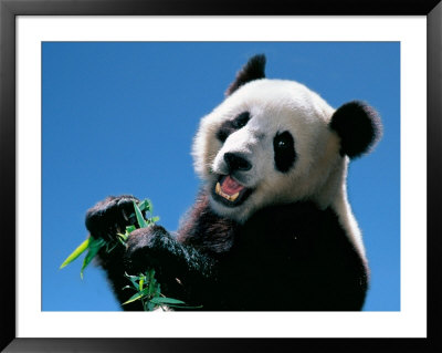 Panda Eating Bamboo, Wolong, Sichuan, China by Keren Su Pricing Limited Edition Print image