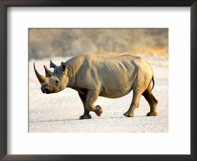 Black Rhinoceros At Halali Resort, Namibia by Joe Restuccia Iii Pricing Limited Edition Print image