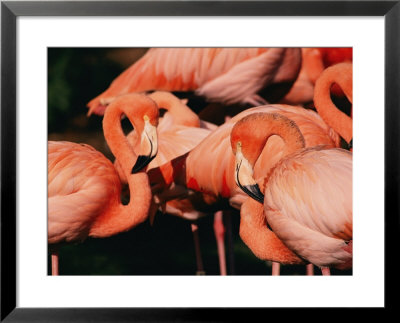 A Group Of Captive Chilean Flamigos by Roy Toft Pricing Limited Edition Print image