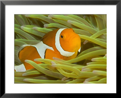 False Clown Anemonefish, Raja Ampat Region Of Papua, Indonesia by Stuart Westmoreland Pricing Limited Edition Print image