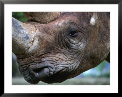 Rhinoceros (Rhinocerotidae) At Frankfurt Zoo, Frankfurt-Am-Main, Germany by Martin Moos Pricing Limited Edition Print image