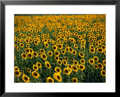Fields Of Sunflowers Around Oristano, Oristano, Sardinia, Italy by Dallas Stribley Pricing Limited Edition Print image