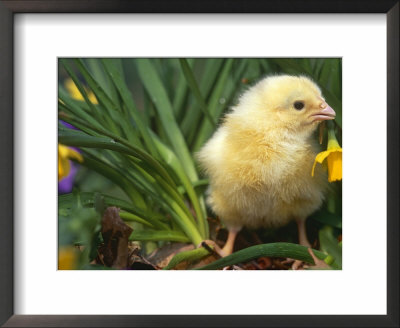 Domestic Chicken, Baby Chick, Usa by Lynn M. Stone Pricing Limited Edition Print image
