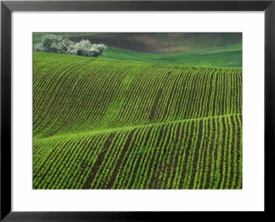 Spring Green Pea Fields, Palouse, Washington, Usa by Terry Eggers Pricing Limited Edition Print image