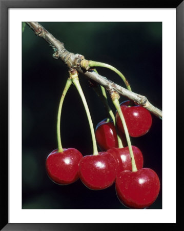 Cherries On The Branch by Fogstock Llc Pricing Limited Edition Print image