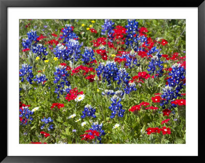 Texas Blue Bonnets And Red Phlox In Industry, Texas, Usa by Darrell Gulin Pricing Limited Edition Print image