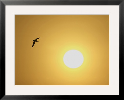 Silhouette Of Flying Ring-Billed Gull At Sunrise, Merritt Island National Wildlife Refuge by Arthur Morris Pricing Limited Edition Print image