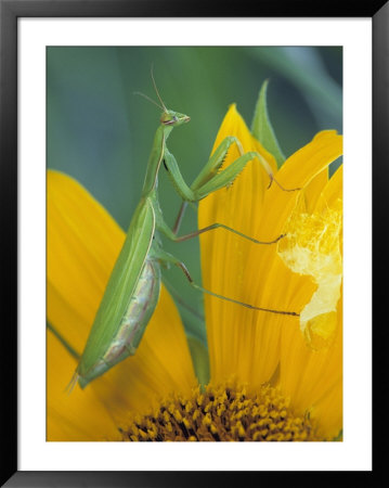 Female Praying Mantis With Egg Sac On Sunflower by Nancy Rotenberg Pricing Limited Edition Print image