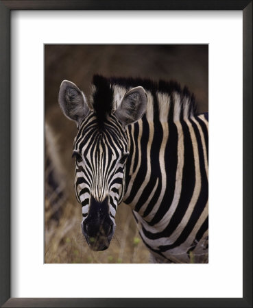Burchell's Zebra, Equus Burchelli by Robert Franz Pricing Limited Edition Print image