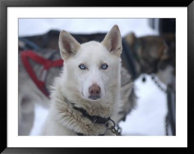 Dog At Dog Sled Race by Jim Oltersdorf Pricing Limited Edition Print image