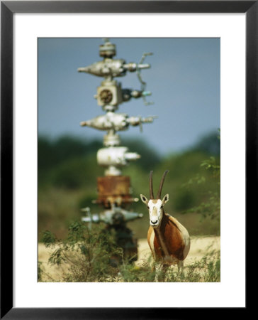 A Scimitar Horned Oryx Next To An Oil And Gas Well by Joel Sartore Pricing Limited Edition Print image